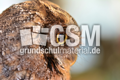 Choliba-Kreischeule (07).jpg